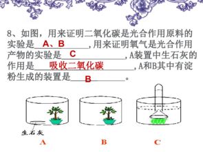 教案 植物的呼吸作用(綠色植物的呼吸作用的教案)