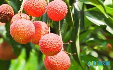 家鄉(xiāng)荔枝的作文開(kāi)頭