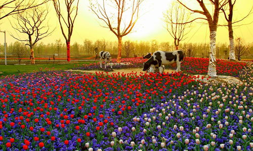 花海作文開頭怎么寫