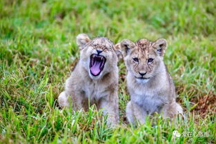 動物與人類和平相處的作文開頭