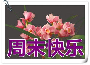 我的周末時(shí)光作文好的開頭