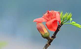 木棉樹(shù)作文300字三年級(jí),寫木棉樹(shù)的作文300字,木棉樹(shù)作文300字春夏秋冬