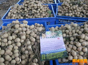 福建廈門土特產(chǎn)有哪些(海南最值得購買的土特產(chǎn))