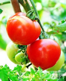 西紅柿的創(chuàng)意作文開頭