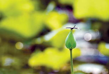 小荷才露尖尖角的作文開頭