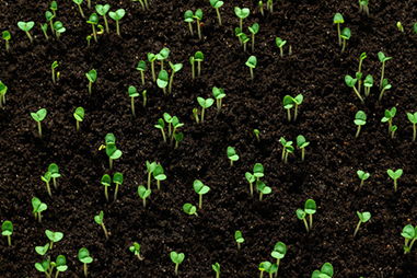 描寫(xiě)生命力頑強(qiáng)的植物作文開(kāi)頭