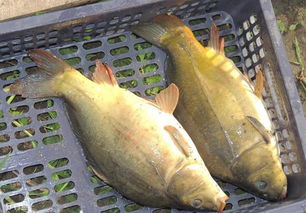 冷水魚的養(yǎng)殖方法(冷水魚的養(yǎng)殖技術(shù))