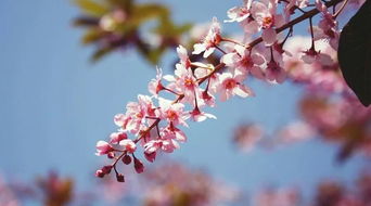 不一樣的親情作文開頭