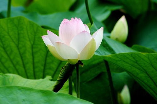 有這么一種愛作文開頭