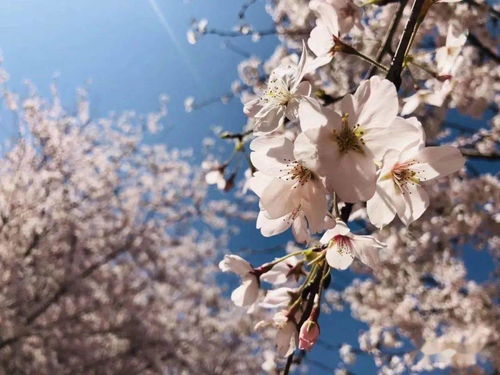 櫻花開了為開頭作文