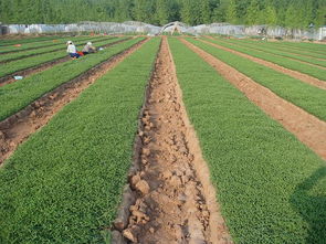 安徽明光甜葉菊種植考察報(bào)告(甜葉菊的功效與作用)