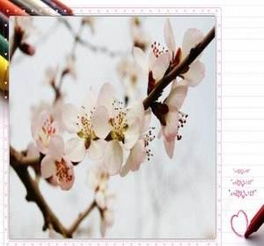 抒情的作文開頭20