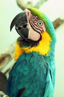 我的動物朋友鸚鵡作文好開頭