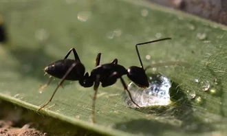 關(guān)于螞蟻的啟示優(yōu)秀作文(關(guān)于螞蟻的啟示優(yōu)秀作文)