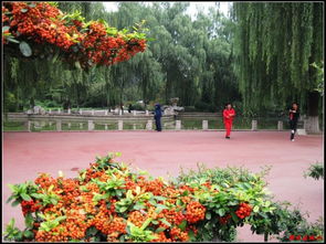 百花公園作文秋天開頭