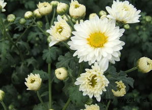 菊花作文開頭排比