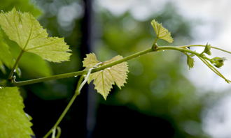 我與有個約定作文開頭