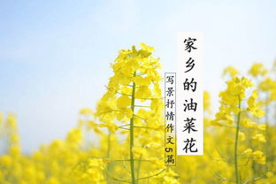 介紹家鄉(xiāng)特產的作文開頭