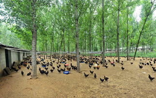 特色養(yǎng)殖好項(xiàng)目(養(yǎng)殖創(chuàng)業(yè)好項(xiàng)目)