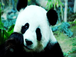 國(guó)寶大熊貓400字作文開(kāi)頭怎么寫(xiě)