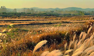 鄉(xiāng)村秋色作文開(kāi)頭