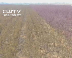 保護(hù)森林微話題的作文開(kāi)頭與結(jié)尾