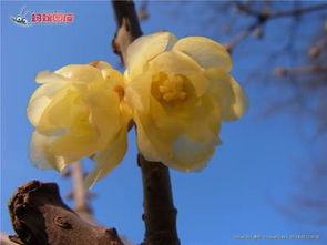 描寫臘梅花的作文開頭