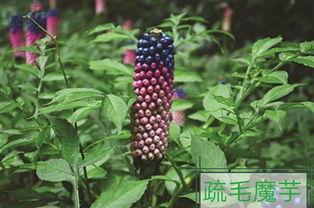 我的發(fā)現(xiàn)一植物作文開頭結(jié)尾