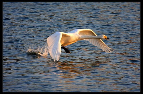 寫白天鵝作文的開頭