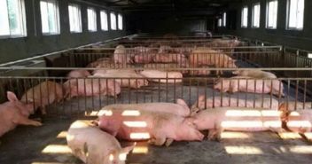 關(guān)于養(yǎng)豬場(chǎng)年終工作總結(jié)(養(yǎng)豬場(chǎng)年終工作總結(jié))