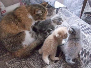 我喜歡的動物小狗作文開頭