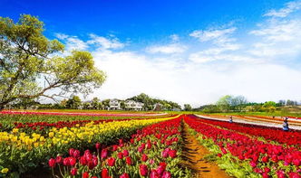 木蘭花鄉(xiāng)作文開(kāi)頭