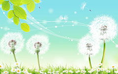 蒲公英有關(guān)的作文開頭