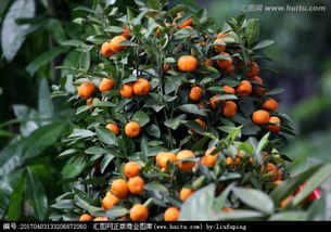 關于桔子樹作文開頭和結尾