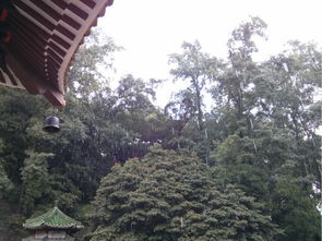 圭峰山綠護(hù)屏作文開頭