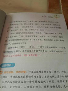 我的同桌作文外貌開頭