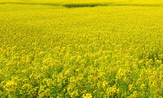 寫油菜花開頭的作文600字