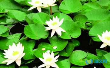 睡蓮的作文開(kāi)頭