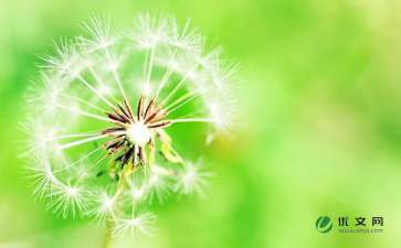 關(guān)于蒲公英的作文范文(關(guān)于蒲公英的作文范文)