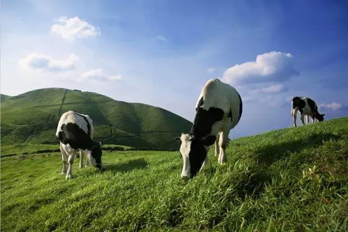 寫景屏山牧場作文開頭