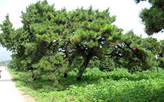 描寫(xiě)松樹(shù)的作文開(kāi)頭