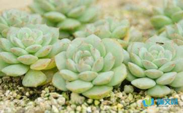 多肉的作文(紅燒肉的營(yíng)養(yǎng)損失多 )