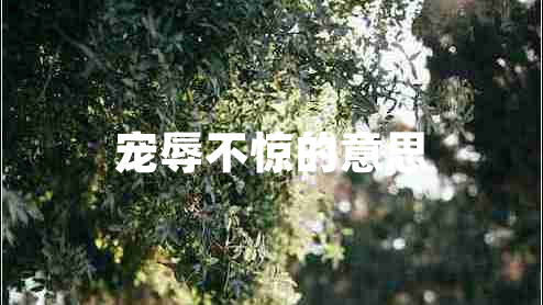 寵辱不驚的意思