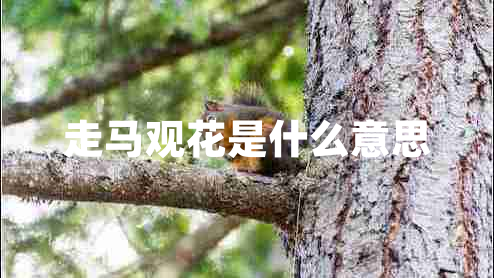 走馬觀花是什么意思