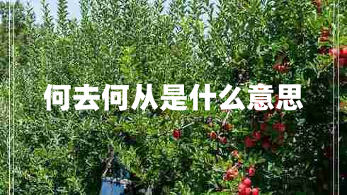 何去何從是什么意思