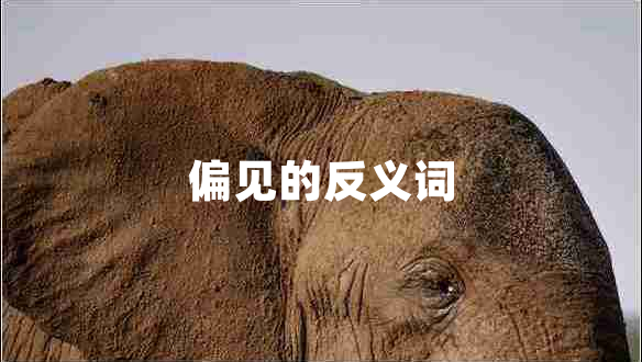 偏見(jiàn)的反義詞