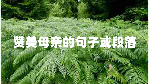 贊美母親的句子或段落