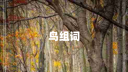 鳥組詞 鳥組詞