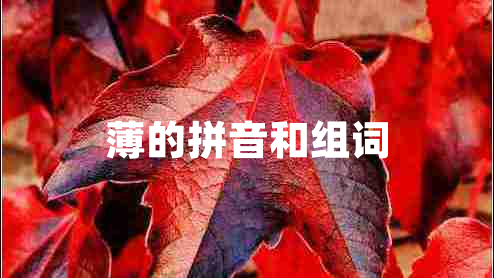 薄的拼音和組詞