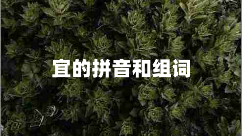 宜的拼音和組詞 宜的拼音和組詞